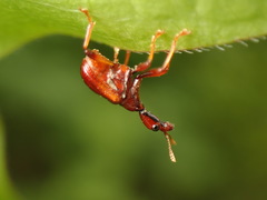 Apoderini