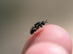 Caloparyphus tetraspilus