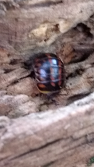 Glomeridae