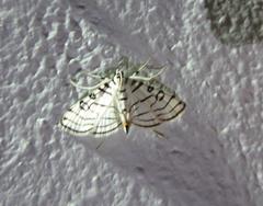Conchylodes concinnalis