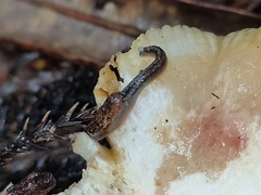 Helicarionoidea