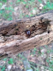 Glomeridae