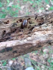 Glomeridae