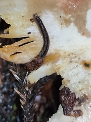 Helicarionoidea
