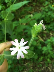 Melandrium