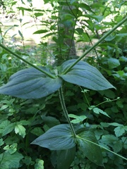 Melandrium