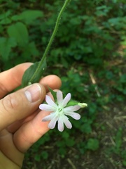 Melandrium