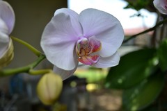 Phalaenopsis