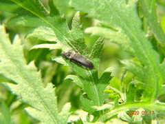 Cidnopus aeruginosus