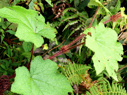 Rubus rufus