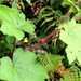 Rubus rufus - Photo (c) Jacy Chen, some rights reserved (CC BY), uploaded by Jacy Chen