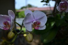 Phalaenopsis