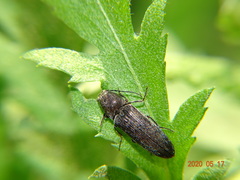 Cidnopus aeruginosus