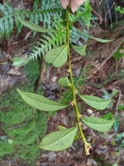Myrsine stolonifera