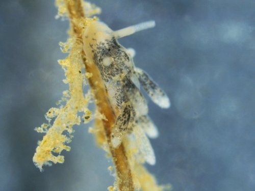 Spotted Lagoon Aeolid