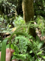 Glyceria elata