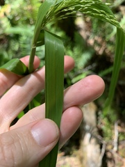 Glyceria elata