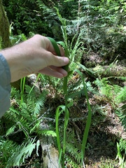 Glyceria elata