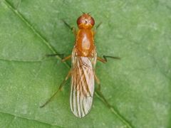 Psila fimetaria