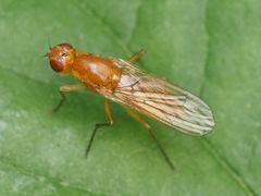 Psila fimetaria