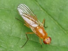 Psila fimetaria