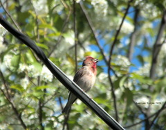 Carpodacus erythrinus