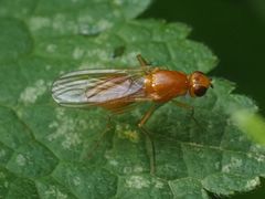 Psila fimetaria