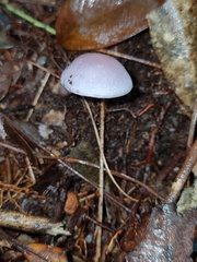 Russula alboareolata