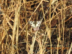 Melanargia titea