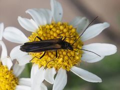 Oedemera pthysica