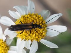 Oedemera pthysica