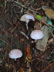 Russula alboareolata