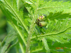 Cassida stigmatica