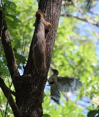 Melanerpes