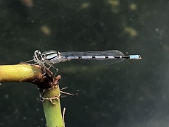 Enallagma cyathigerum