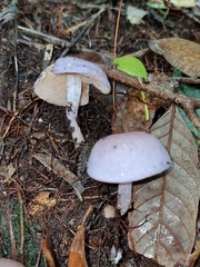 Russula alboareolata
