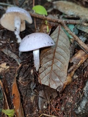 Russula alboareolata