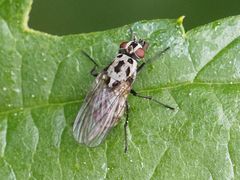 Anthomyia pluvialis