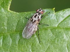 Anthomyia pluvialis
