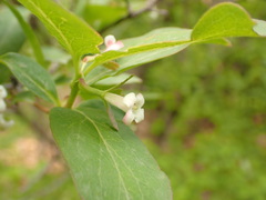 Zabelia biflora