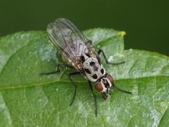 Anthomyia pluvialis