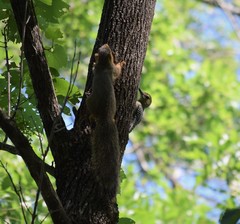 Melanerpes