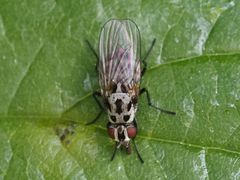 Anthomyia pluvialis