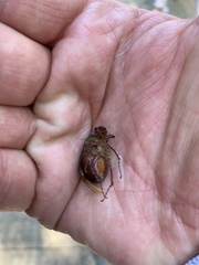 Osmoderma eremicola