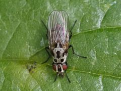 Anthomyia pluvialis