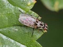 Anthomyia pluvialis