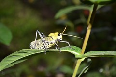 Taeniopoda varipennis