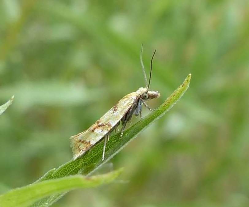 Phtheochroa vitellinana