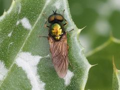 Chloromyia