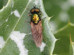 Chloromyia